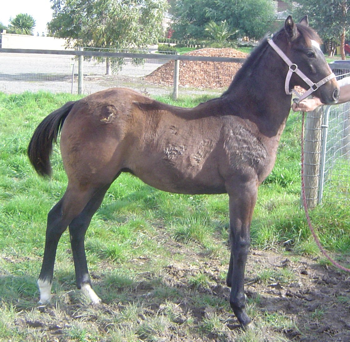 colt 2011