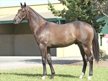 colt 2012