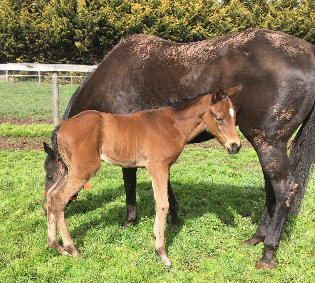 2017 filly by Toronado